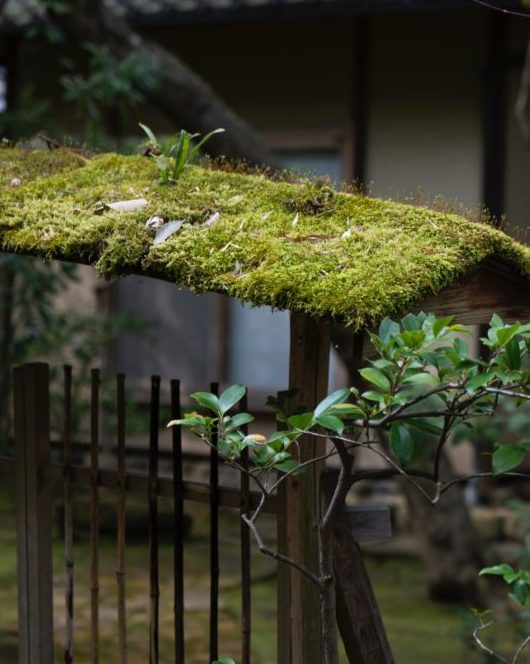 moss covering the archway above a Japanese stick gate