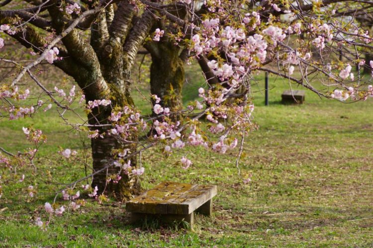 a stone bench beneath a cherry blossom tree