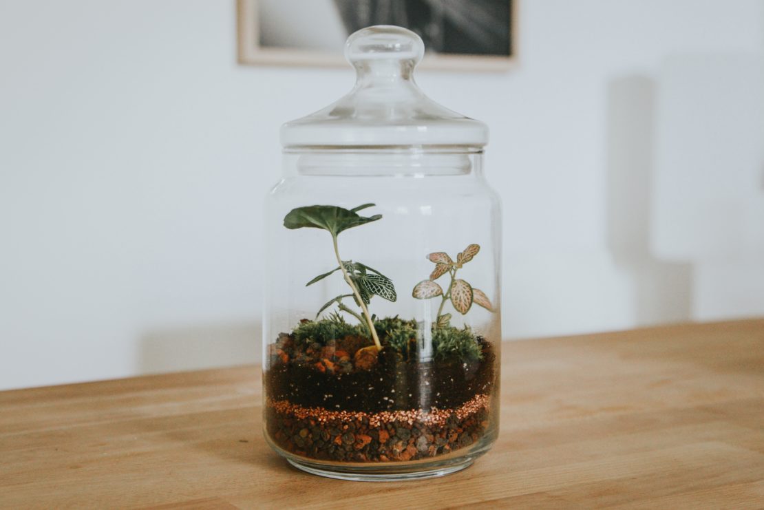 sealed terrarium with plants inside