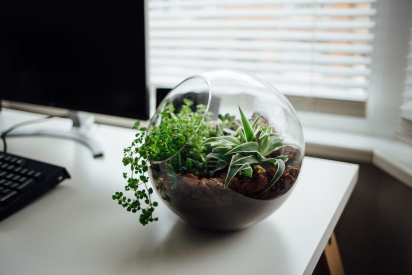 sphere terrarium on a desk corner