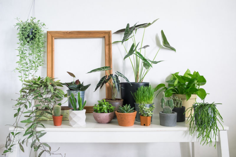 a collection of small plants in pots on a table