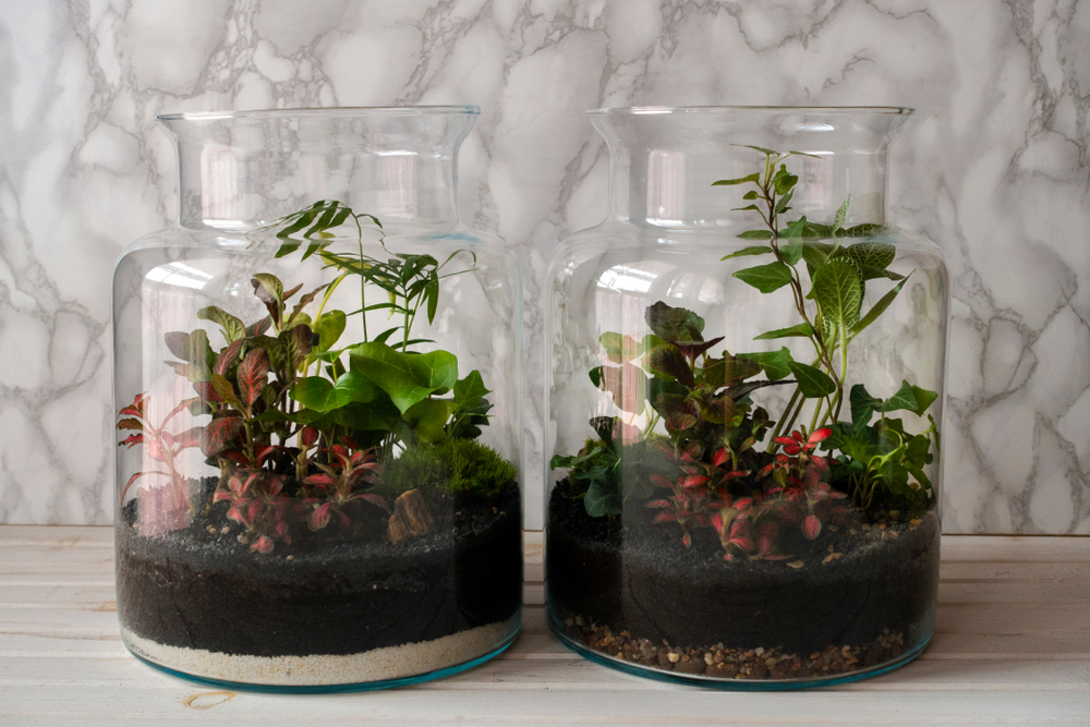 terrarium garden ideas with small plants and charcoal