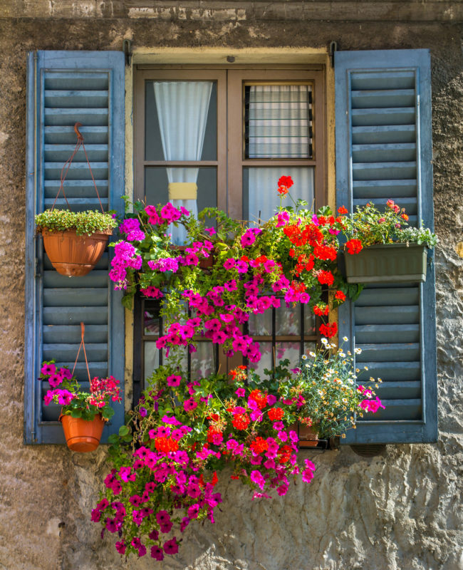 wooden window with rustic blue shutters and lots of flowers
