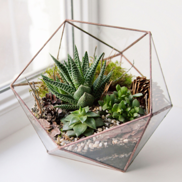 a geometric terrarium with spiky succulents