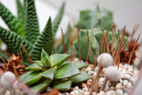 a selection of succulents for a terrarium garden