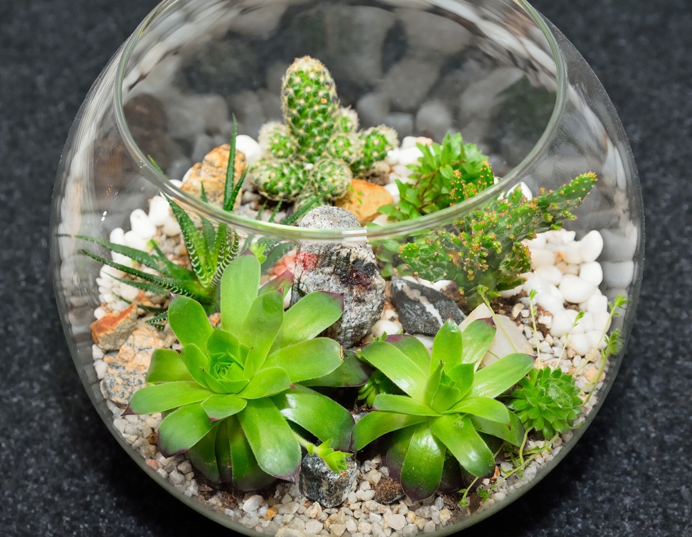 close up terrarium garden ideas for plants