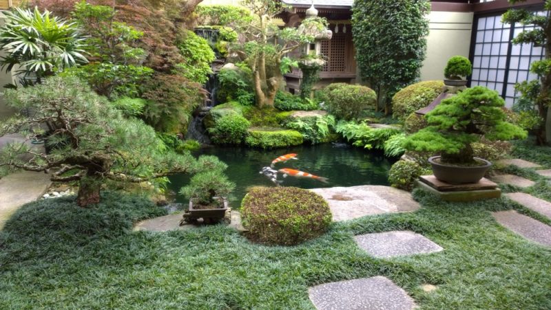 a koi pond in a Japanese style garden