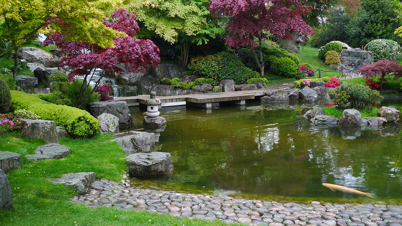 japanese style pond and stepping stones in Holland Park, London