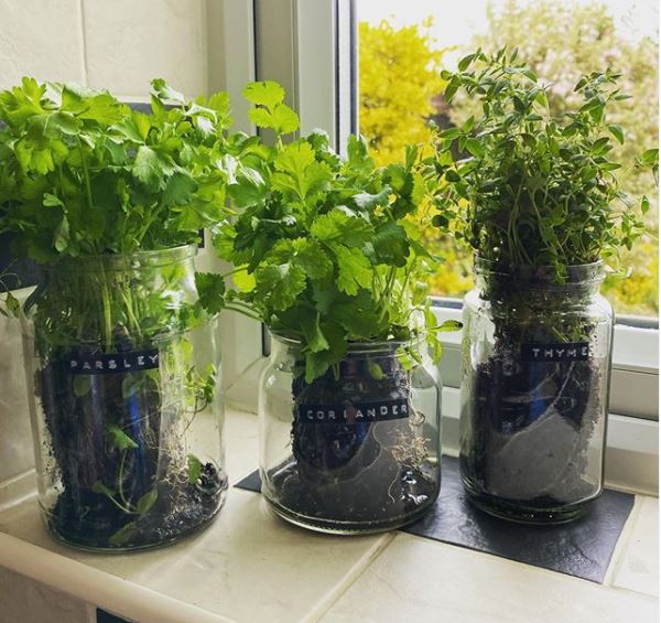 three differently sized glass jars with herbs growing inside, labelled with smart black embossing