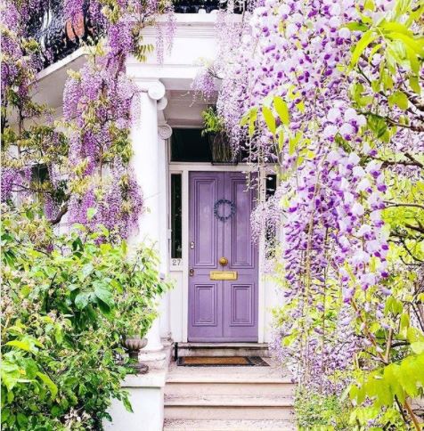 25 English Cottage Garden Ideas: Capture the Fairytale Charm 18 a lilac-coloured front door that matches the luxurious wisteria surrounding it