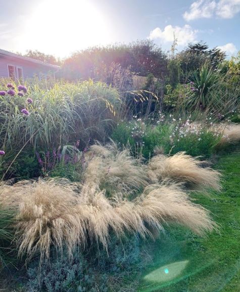 a flower bed with plants of different heights 
