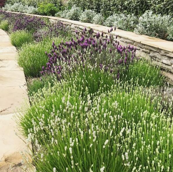 a garden border filled with bushy clusters of lavender