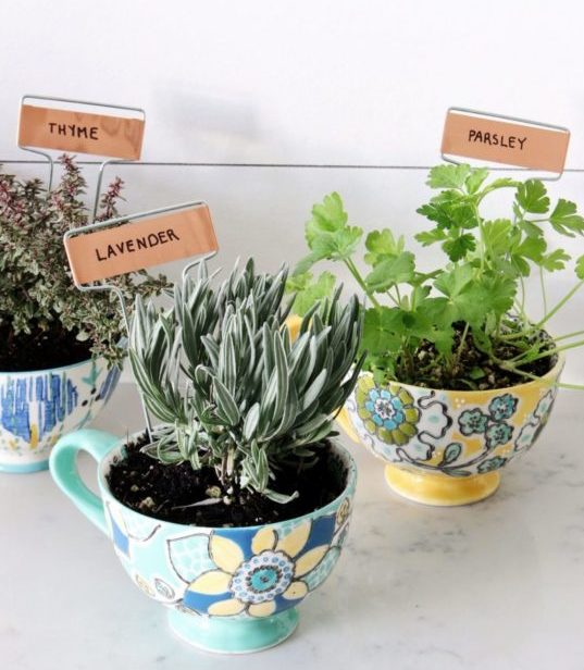 indoor herb garden ideas using DIY coffee cup pots