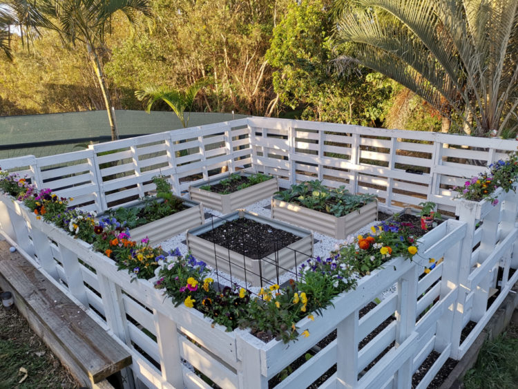 raised bed gardening ideas: a vegetable patch and flower beds fenced in with pallets painted white