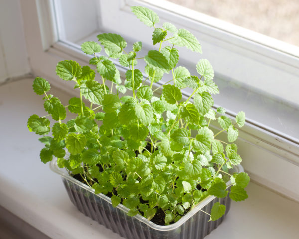 a plastic container with basil growing inside