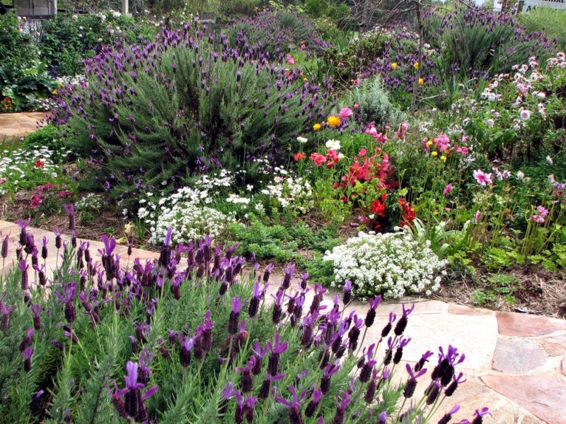 a stone path between two bushy cottage garden flower beds