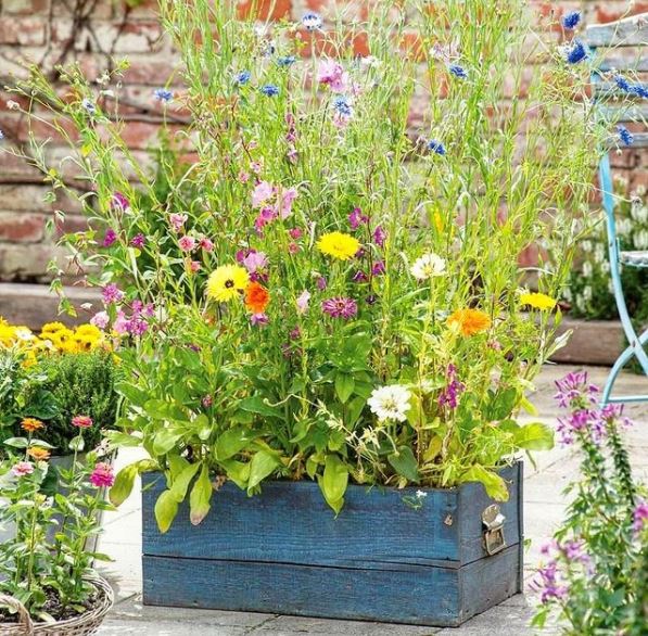 a planter filled with a variety of wildflowers to attract insects