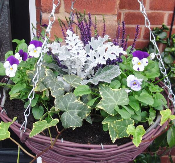 Hanging Basket Tips for a Perfect Basket of Blooms 1