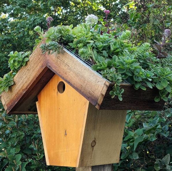 Modern Sustainability: Green Roof Ideas and Tips 7 a small bird box with a large, busy green roof