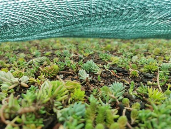 Modern Sustainability: Green Roof Ideas and Tips 4 a sedum roof protected by a wind blanket, or erosion blanket