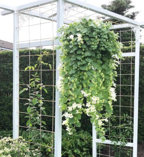 lush green hanging basket ideas with lots of trailing plants