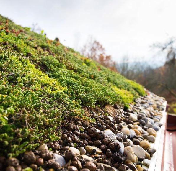 Modern Sustainability: Green Roof Ideas and Tips 3 a close up of the edge of a living roof, showing a layer of retaining gravel