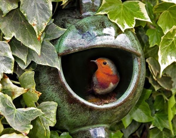 a red-breasted robin peeks out of a nesting box