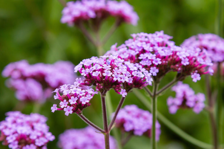garden ideas for wildlife like planting verbena, a favourite of butterflies