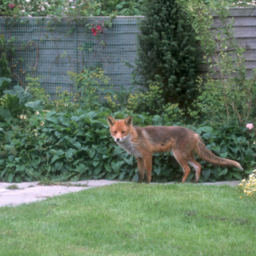 garden ideas for wildlife can encourage foxes