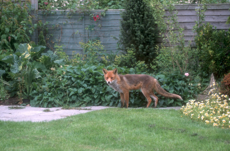 garden ideas for wildlife can encourage foxes
