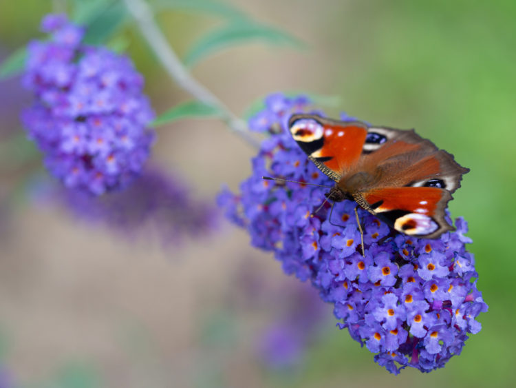 a butterfly with open wings sitting on a buddleia flower