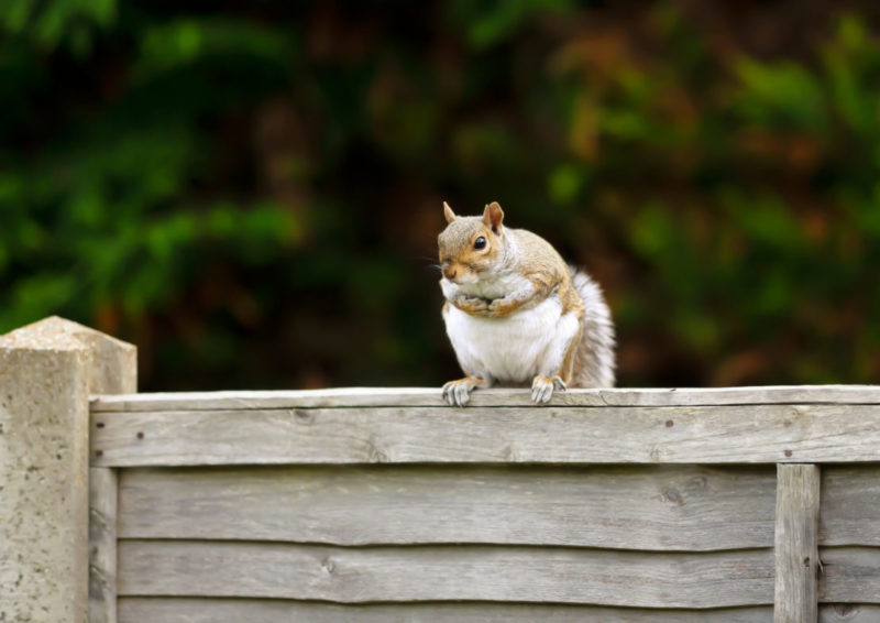 a plump grey squirrel sits atop a grey garden fence