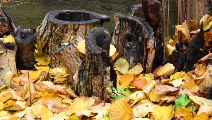 a stumpery made from decaying tree logs