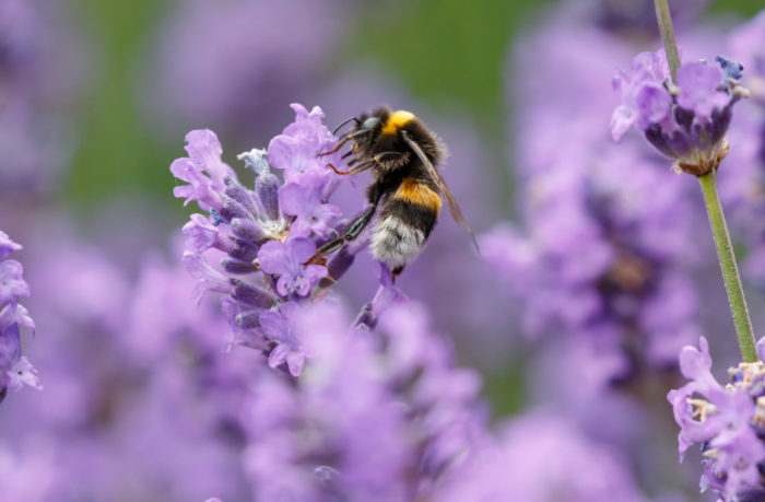 a bumblebee enjoying lavender flowers
