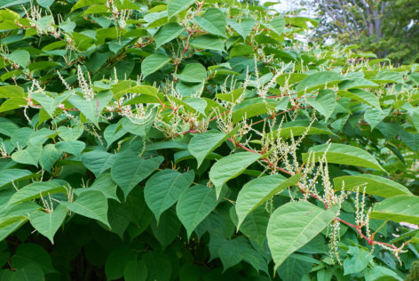japanese knotweed is an unwanted garden plant for most house buyers