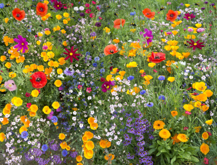 garden ideas for wildlife include planting lots of high-pollen native flowers