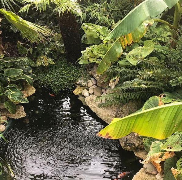 a garden pond surrounded by tropical plants