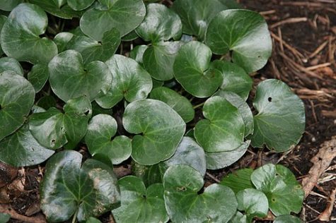 foalfoot makes one of the best ground cover plants