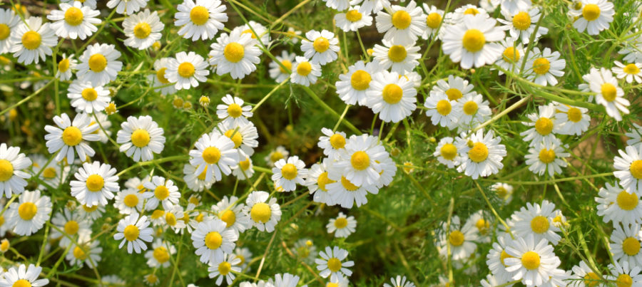 a close up of camomile flowers, which have big yellow centres and little white petals