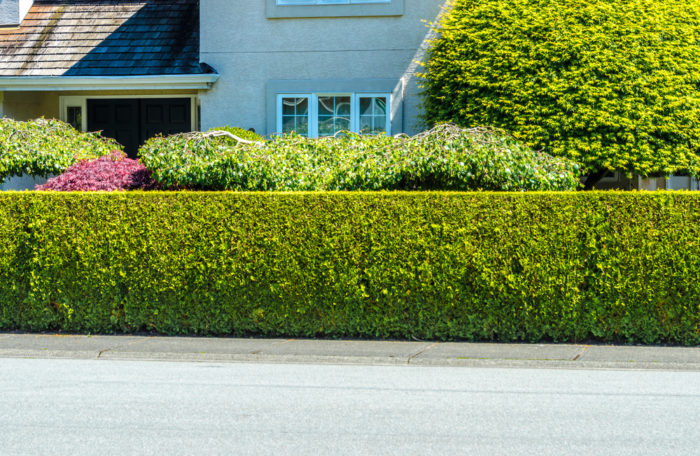 the front of a home with a medium-height hedge