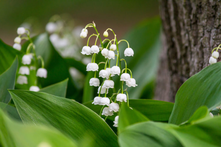 a close up of Lily of the Valley, which has white bell-shaped flowers hanging off a tall green stem