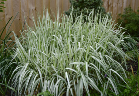 best ground cover plants for texture include grasses like ribbon grass, also known as Phalaris arundinacea var. ‘Feesey’ or reed canary grass