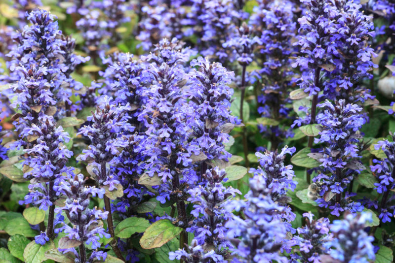 blue bugleweed flowers reaching upwards out of a flower bed