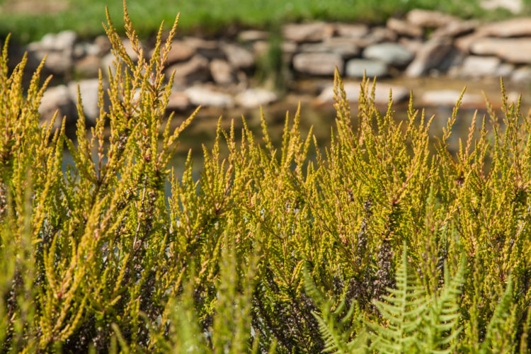 18 Ground Cover Plants for Suppressing Weeds in UK Gardens 1