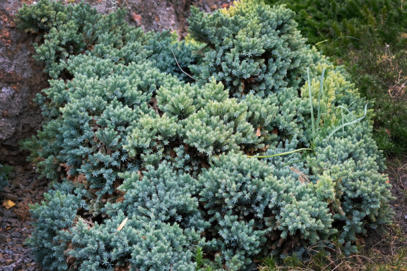 a large Himalayan juniper, a good ground cover plant for bushy texture