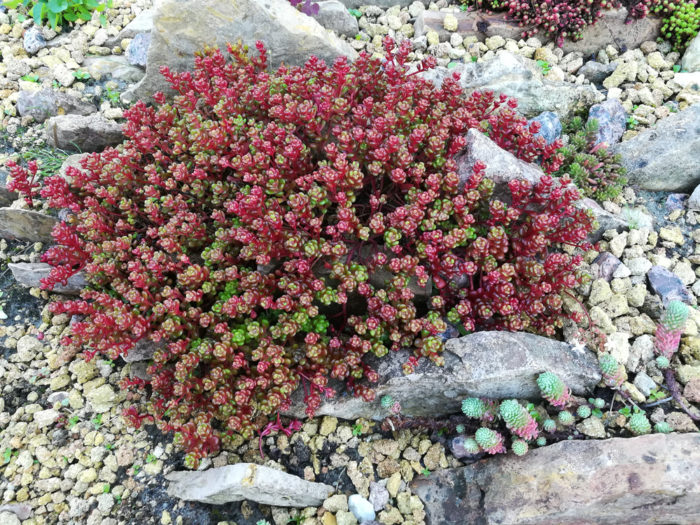a rockery garden with a red sedum plant