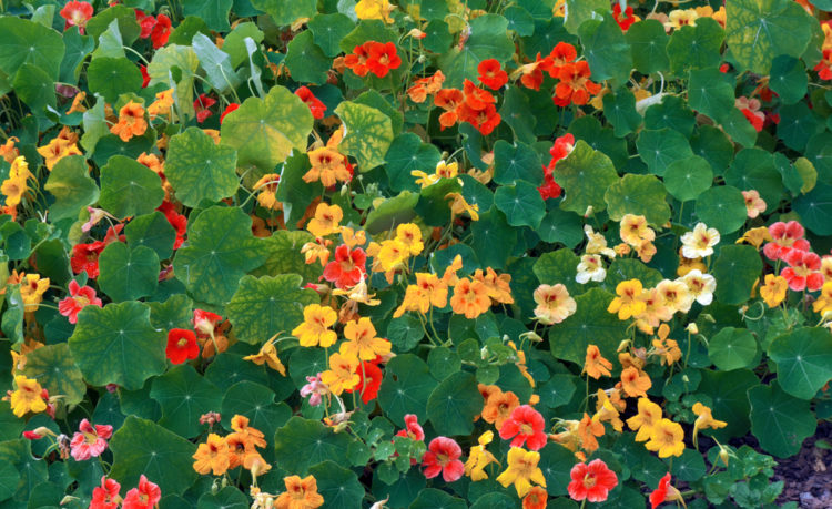 a flower bed of yellow orange and red nasturtiums