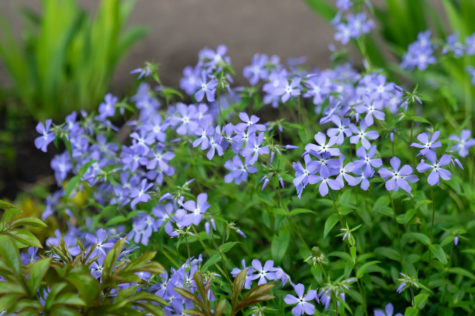 a cluster of pretty blue periwinkle flowers for flower bed ground cover