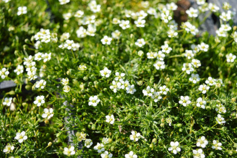 best ground cover plants include Irish moss, which has delicate white flowers