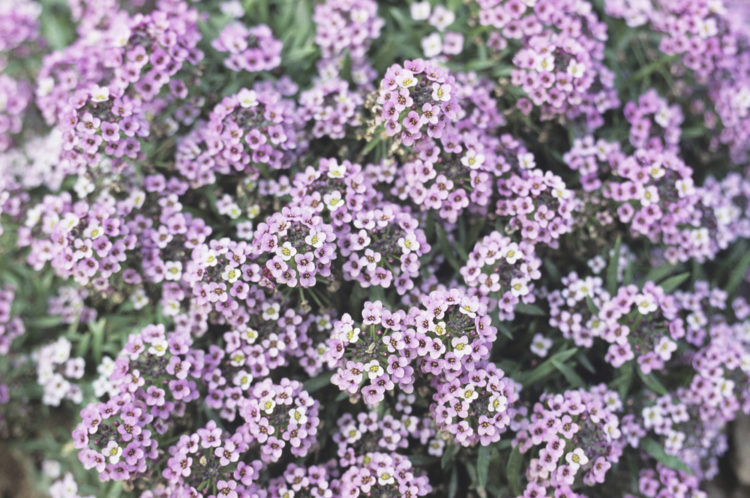 a thick patch of sweet alyssum, which has lots of tiny delicate flowers in pink and purple